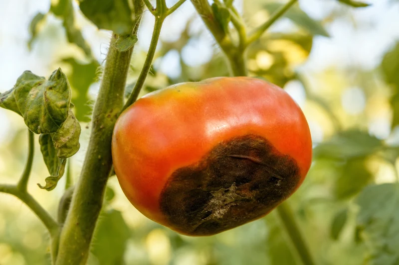 Tomate atteinte de pourriture apicale liée au stress hydrique pendant la canicule