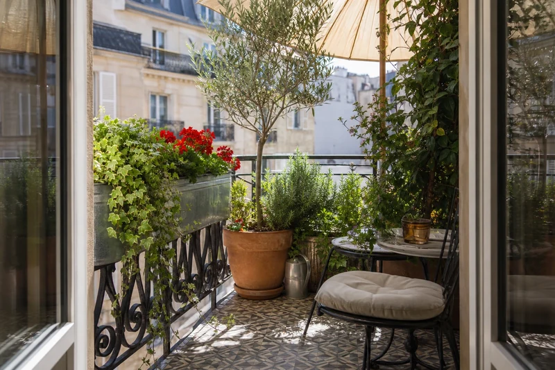 Balcon parisien végétalisé avec lierre, géraniums et olivier en pot créant un îlot de fraîcheur