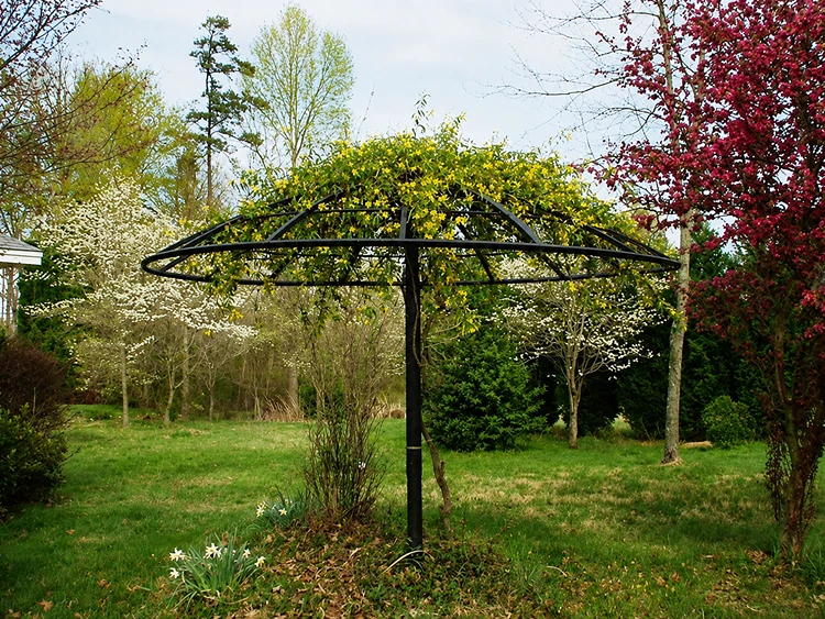 Parasol vivant : créer un abri végétal avec des plantes grimpantes