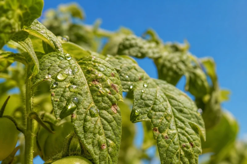 Feuilles de tomate brûlées par effet loupe après arrosage en pleine chaleur
