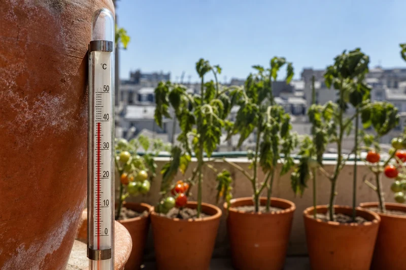 Thermomètre à 37 °C près de tomates en pot sur balcon en pleine canicule