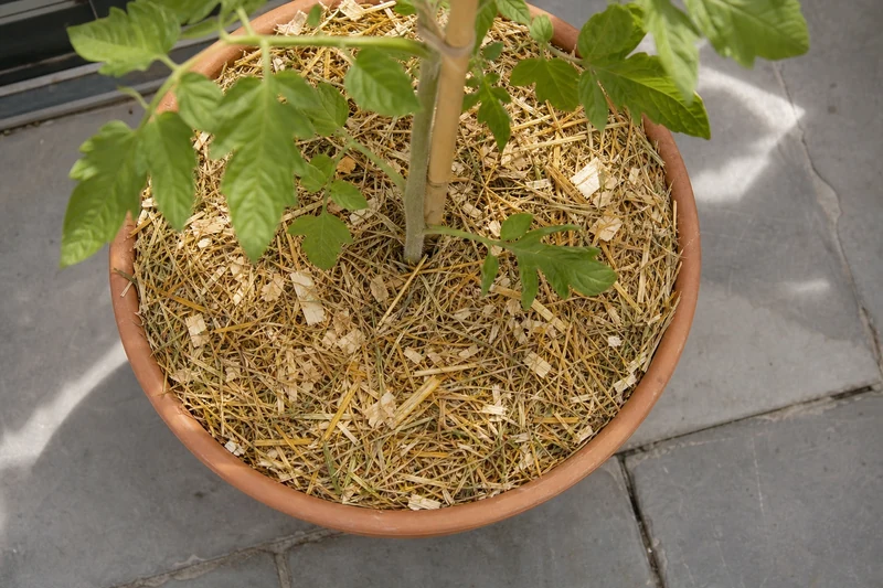 Paillage épais sur un pot de tomate pour limiter l'évaporation