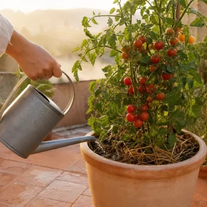 Arrosage matinal d'un plant de tomate en pot sur terrasse française en canicule