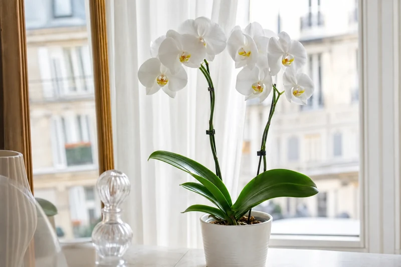 Orchidée phalaenopsis débarrassée des cochenilles farineuses après trois passages de traitement