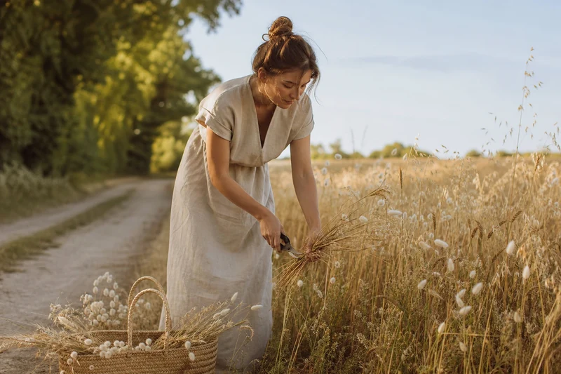 Cueillette de graminées sauvages à la lisière d'un champ français en juillet