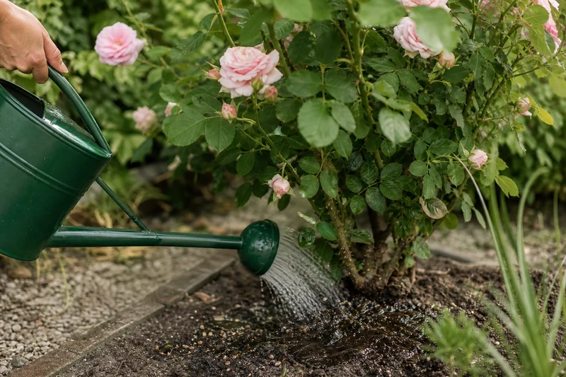 Arrosage abondant au pied d'un rosier après épandage d'engrais granulé