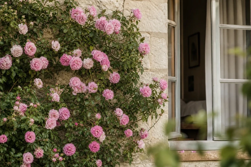 Rosier grimpant en pleine deuxième floraison de fin d'été sur un mur en pierre