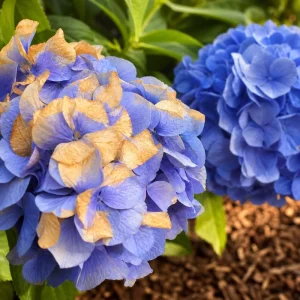 Capitule d'hortensia bleu bruni côté soleil et second capitule intact à l'ombre