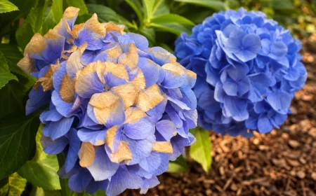 Capitule d'hortensia bleu bruni côté soleil et second capitule intact à l'ombre