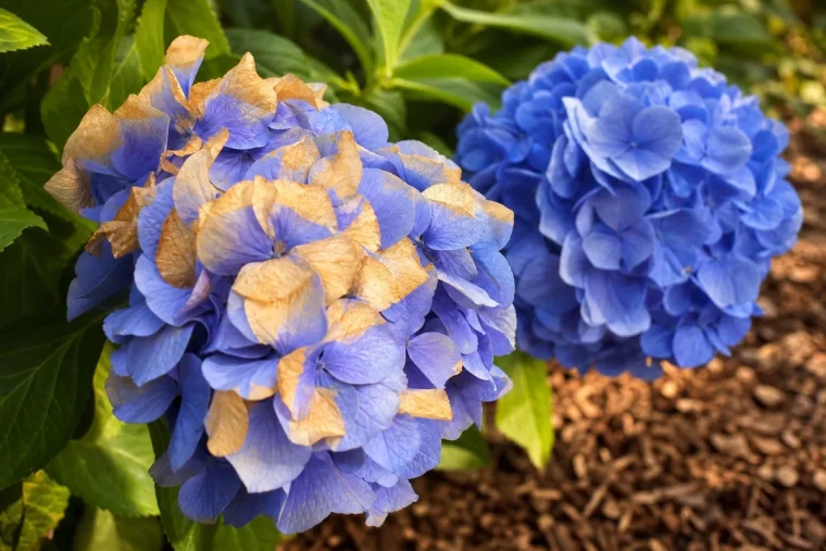 Capitule d'hortensia bleu bruni côté soleil et second capitule intact à l'ombre