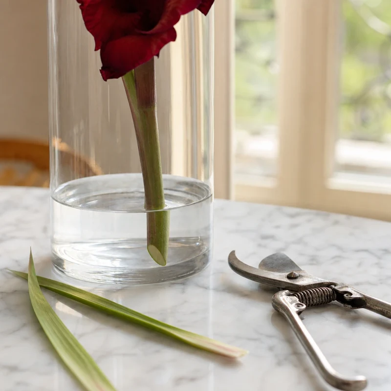 Base d'un vase en verre avec 2-3 cm d'eau et une tige de glaïeul rouge coupée en biseau, sécateur à côté