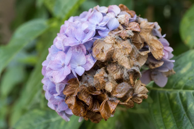 Boule d'hortensia dont les pétales extérieurs bruns et cotonneux montrent le début d'une pourriture grise