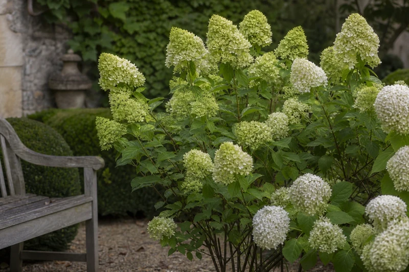 Massif d'hortensias éclairci par une taille d'aération, avec les tiges qui s'écartent pour laisser passer l'air