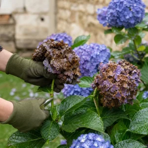 Main gantée cassant une inflorescence d'hortensia brunie après un orage d'été