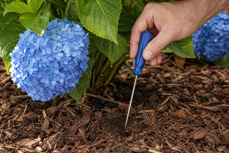 Main enfonçant un tournevis dans la terre au pied d'un hortensia pour tester l'humidité du sol