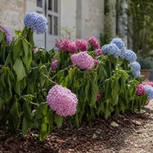 Massif d'hortensias roses et bleus aux feuilles affaissées en pleine chaleur d'après-midi