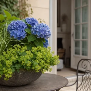 Hortensia bleu en pot accompagné d'alchémille molle et de laîche du Japon sur une terrasse française