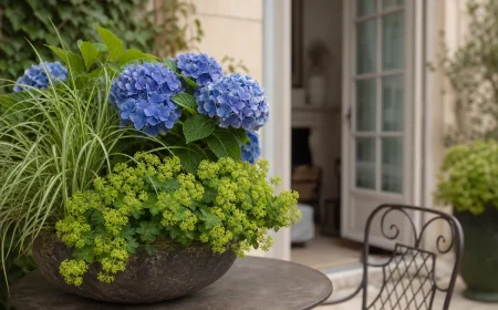 Hortensia bleu en pot accompagné d'alchémille molle et de laîche du Japon sur une terrasse française