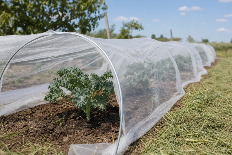 Rang de choux frisés repiqués sous voile anti-insectes en juillet