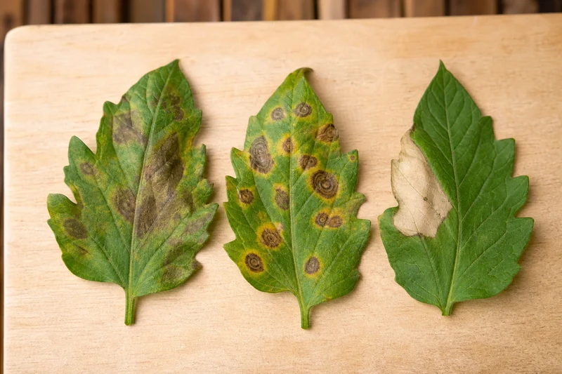 Comparaison visuelle entre mildiou, alternariose et coup de soleil sur trois feuilles de tomate