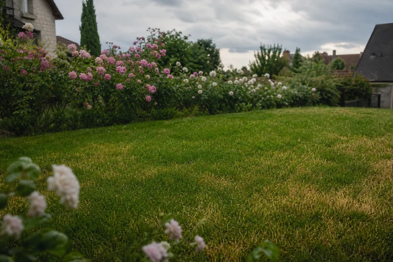 Pelouse qui reverdit naturellement après une pluie d'orage suivant une canicule