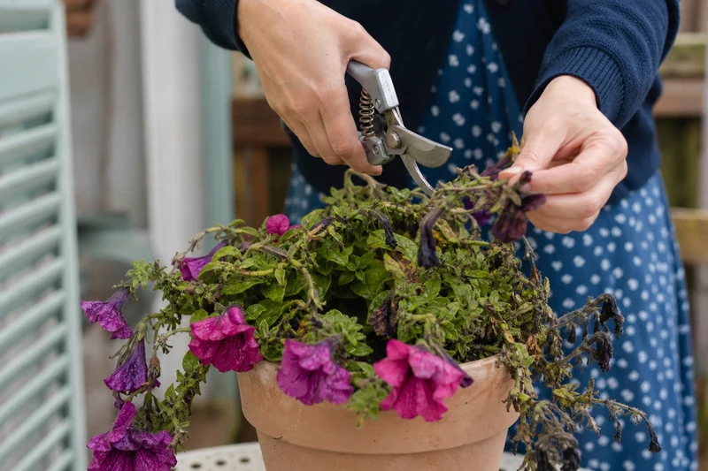 Taille au sécateur des tiges détrempées d'un pétunia après la pluie