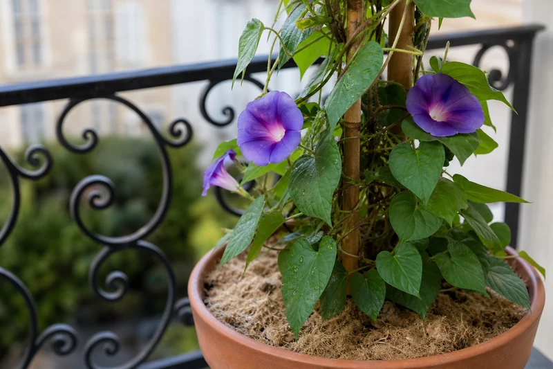 Pied d'ipomée en pot de terre cuite avec paillage de chanvre sur un balcon