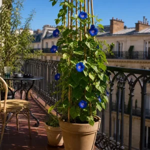 Ipomée à fleurs bleues grimpant sur un treillis en bambou et ombrageant un balcon parisien