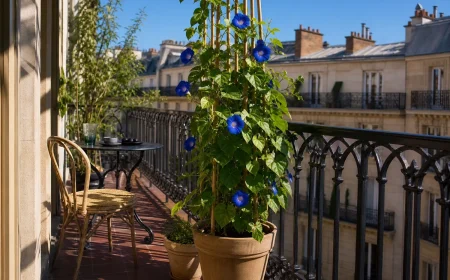 Ipomée à fleurs bleues grimpant sur un treillis en bambou et ombrageant un balcon parisien