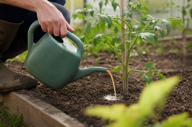 Arrosage d'un engrais liquide tomate au pied du plant, à distance du collet