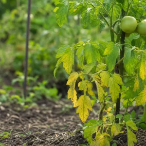 Pied de tomate aux feuilles basses jaunies après un orage d'été, symptôme classique de lessivage de l'azote